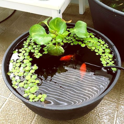 Inspirace na nadcházející zahrádkářskou sezonu: 20+ zahradních jezírek z dřevěných a plechových van! Inspirace na nadcházející zahrádkářskou sezonu: 20+ zahradních jezírek z dřevěných a plechových van!