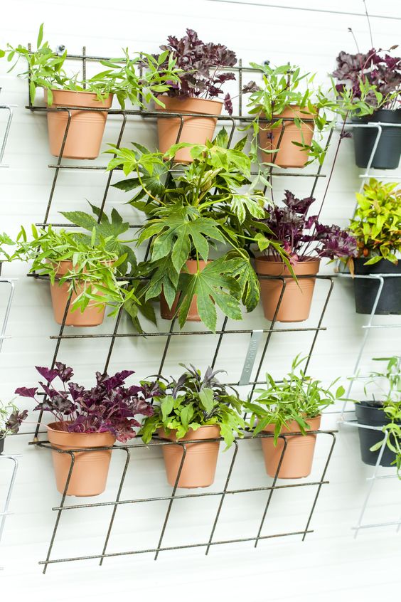 Inspirace, jak zkrášlit vaše květiny v domácnosti – Využijte železné mřížky a tyčky! Inspirace, jak zkrášlit vaše květiny v domácnosti – Využijte železné mřížky a tyčky!