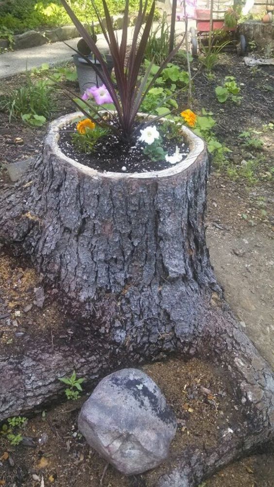 Jednoduchý způsob na zkrášlení vaší zahrádky: Zasaďte květinu do kmene stromu! Jednoduchý způsob na zkrášlení vaší zahrádky: Zasaďte květinu do kmene stromu!