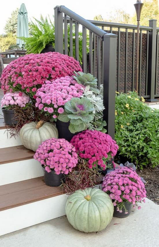podzimní chryzan 9 Vyzdobte si dvůr, terasu nebo domácnost nádhernými chryzantémami