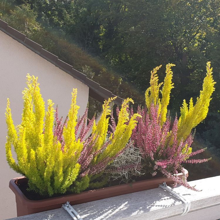 Vytvořte si krásné podzimní truhlíky: 30+ nápadů na parapety, balkóny a terasy!