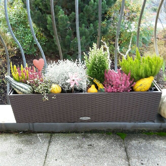 Vytvořte si krásné podzimní truhlíky: 30+ nápadů na parapety, balkóny a terasy!